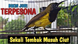 SOGON ISIAN MEWAH ROLL TEMBAKAN KASAR FULL NGALAS