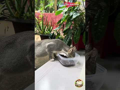 দেশি ক্যাট vs বিদেশি ক্যাট 😎😎 #foryou #viral #funny #fyp #viralvideo