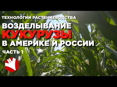 Американские технологии возделывания кукурузы | Выращивание кукурузы в России и Америке