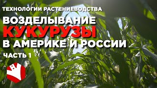 Американские технологии возделывания кукурузы | Выращивание кукурузы в России и Америке
