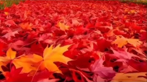 دعاء لراحة النفس #قرآن #تيك_توك #استغفار #دين #لايك #اذكار #explore #رزق #اكسبلور #foryou#viralvideo