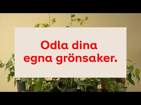 Video: Varför Du Behöver Börja Odla Dina Egna Grönsaker Nu - Matador Network