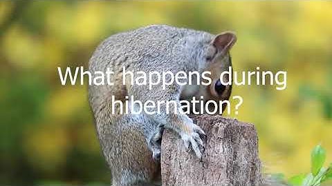 Hibernating Secrets of Squirrels and Chipmunks You Didn