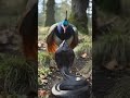 Peahen Protects Her Chicks from Dangerous Cobra! #viral #short #shortsfeed# #comedyeffect #animals