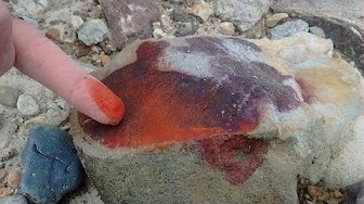 Mudfossil University