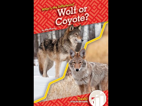 🐺 Wolf or Coyote? What's the Difference? | Fun Animal Facts