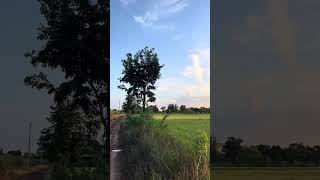 บรรยากาศยามแลง ณ.นครหนองม่วง #ทุ่งนายามเย็น🌾 #บ้านเกิดวิดีโอ #บ้านเฮา❤️