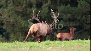 Bull Elk Rounding Up His Cows And Bugling