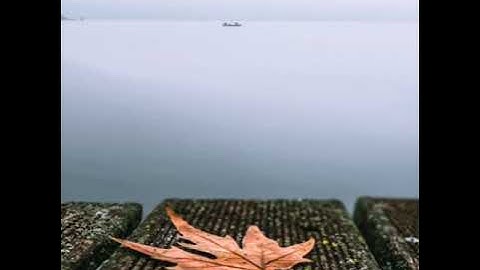 سورة لقمان | بصوت القارئ الجزائري سعيد الدباح | 💜