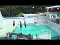 Shinagawa Aquarium from Japan | 品川水族館 #japan #aquarium #dolphin