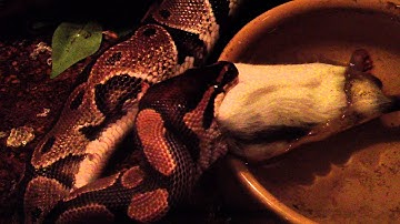 Ball python eating big rat (part 1)