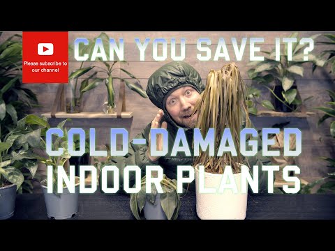 Video: Informasjon om å redde kaldskadede planter