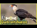 Ave CARACARA QUEBRANTAHUESOS Mini Documental Del Carancho 