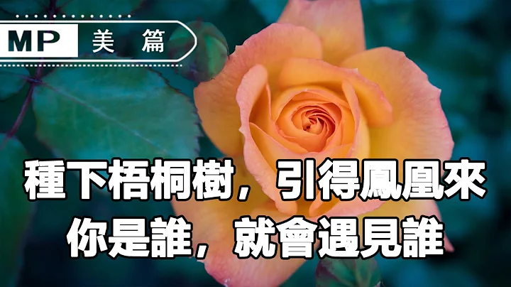 美篇：种下梧桐树，引得凤凰来，你是谁，就会遇见谁...... - 天天要闻