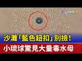 沙灘「藍色鈕扣」別撿！ 小琉球驚見大量毒水母