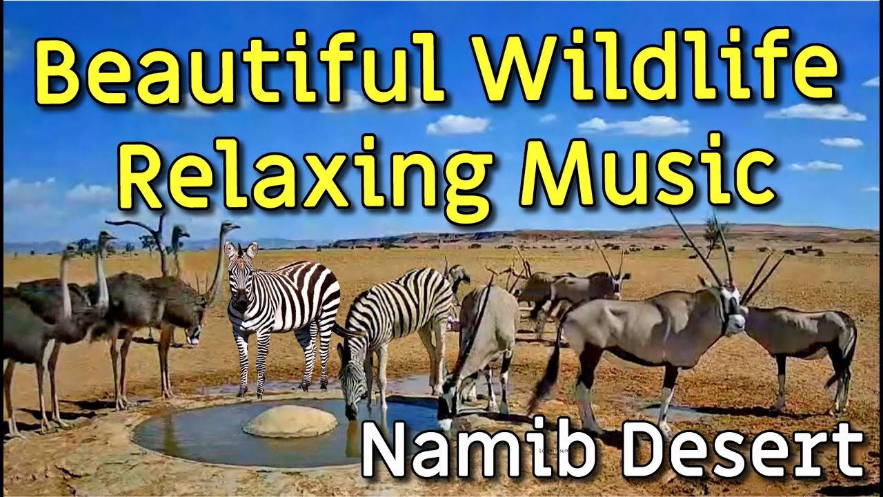 Relaxing Music With African Wildlife - YouTube