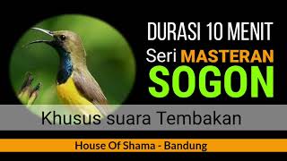 Seri Masteran Sogok Ontong ( Jernih)