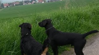 Deutscher Jagdterrier Elvis - Patterdale Terrier Barney