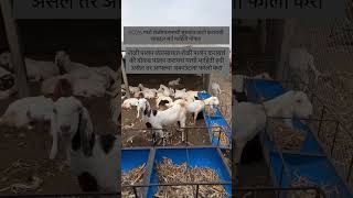मेहनत आणि नियोजन, शेळी पालनात यश हमखास 💪#farming#farmer#smartfarming #agriculture#yt#goatfarming#yt