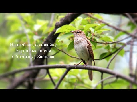 Видео: Не щебечи, соловейку. Українська пісня. Обробка Д. Зайцева.