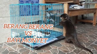 Berang berang mengganggu tidur siang monyet by Alif Sakha 513 views 3 months ago 3 minutes, 12 seconds