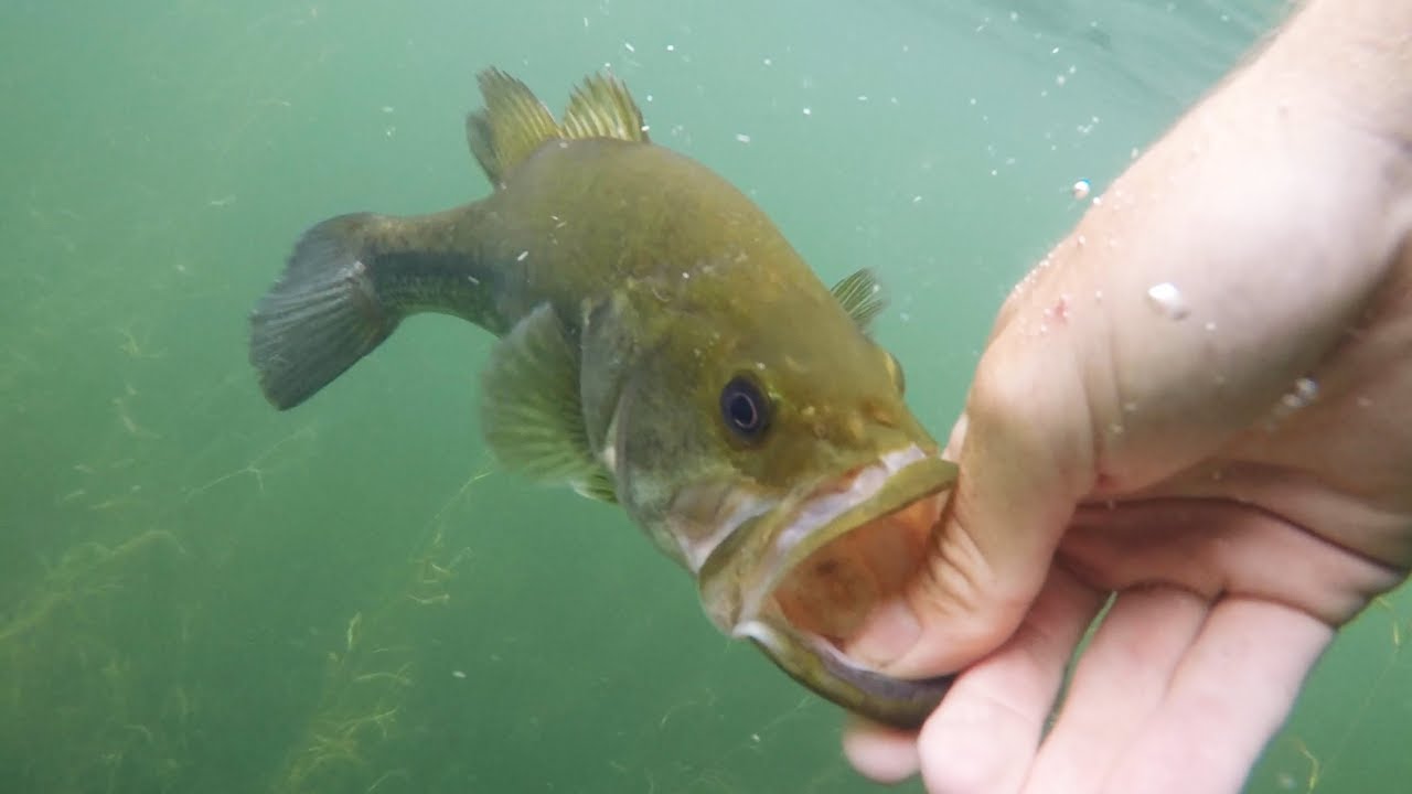Clearest Water I've Ever Fished! MTB Bass Fishing Tournament