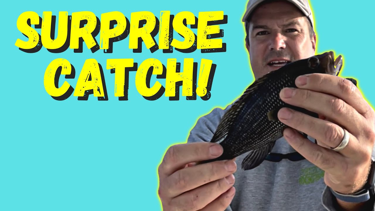 Chesapeake Bay Perch Fishing; White Perch on the Lower Potomac YouTube