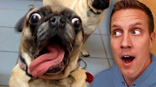 Pets that will 101% make you laugh
