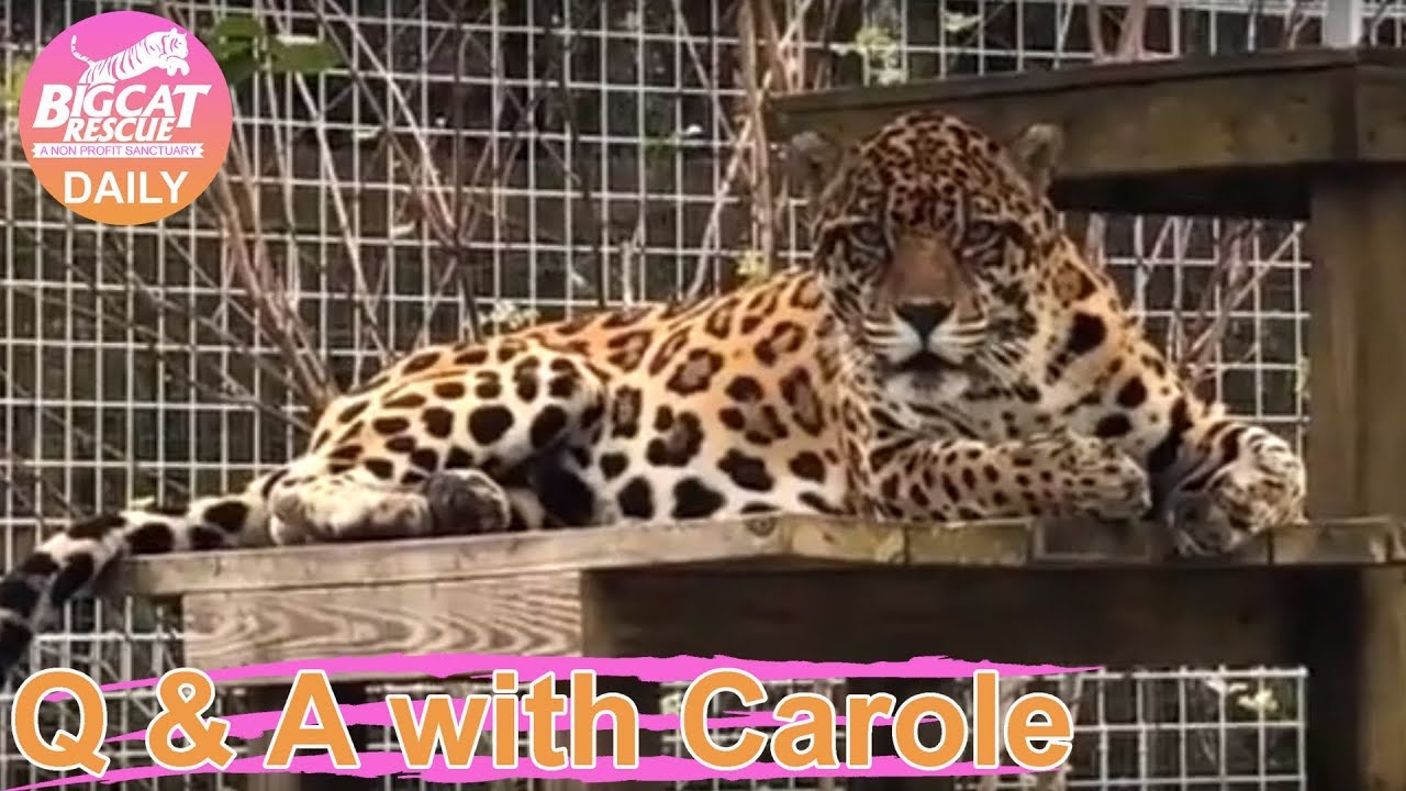 rescue dogs rock nyc Q & A with Carole 11242018