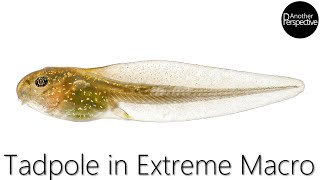 Tadpole in Extreme Macro (100:1 Magnification)