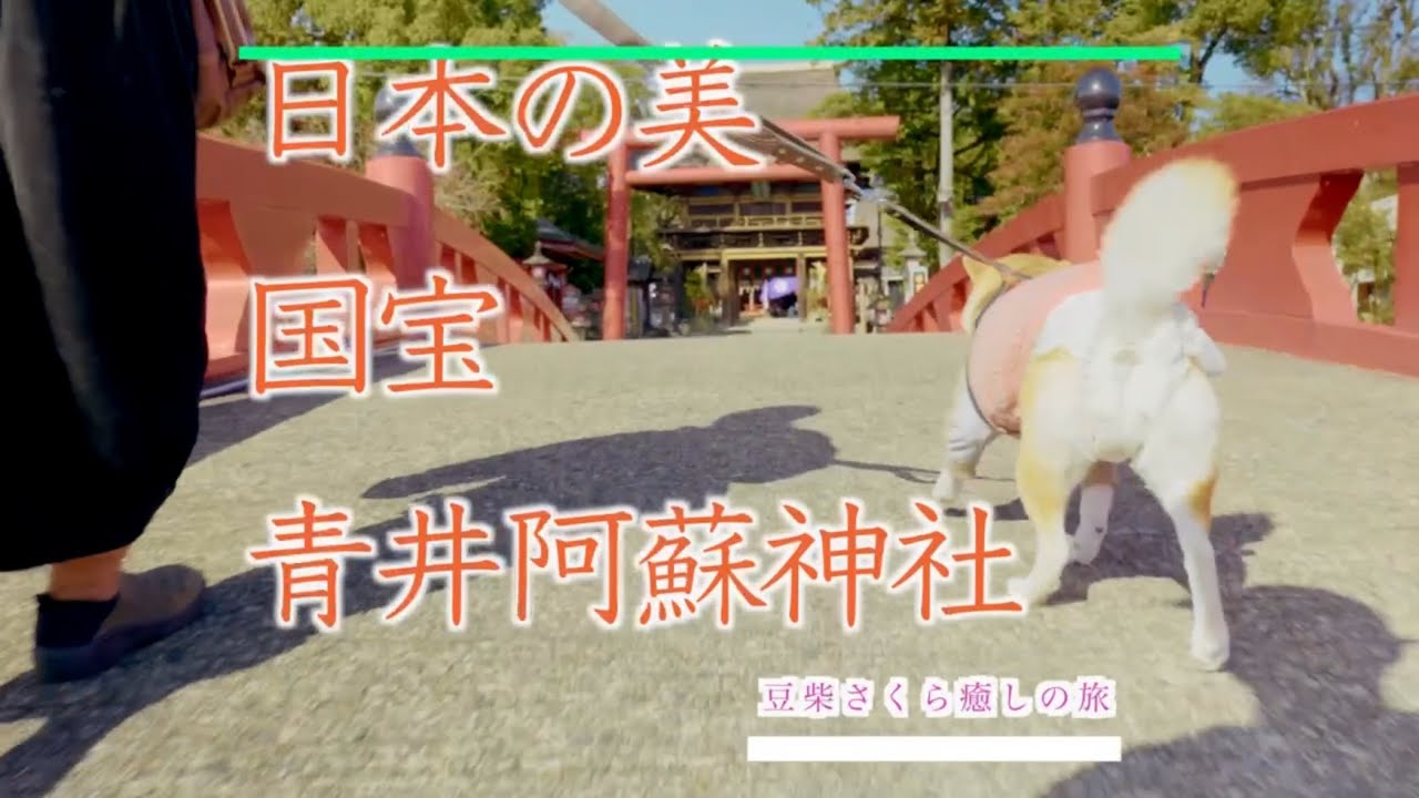 豆柴さくらと国宝参拝🐕✨ 青井阿蘇神社が想像以上に凄かった
