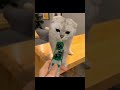 "Funniest Cats Compilation 😹 | Try Not to Laugh Challenge" #cat #crazily