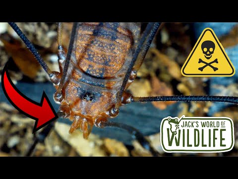 IS the BITE of a DADDY LONG LEG Actually DANGEROUS???