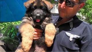 Giant puppies of a long-haired German shepherd 2 months. Odessa.