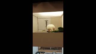 Puppy Fights the Lights @GreyGuerillaNetwork