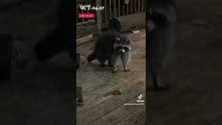 Flying Squirrels And Raccoons,Peanut Butter Club , By R Conyard