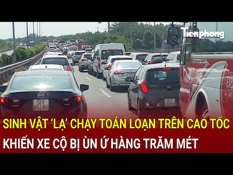 Bản tin thời sự: Sinh vật ‘lạ’ chạy toán loạn trên cao tốc khiến xe cộ bị ùn ứ hàng trăm mét