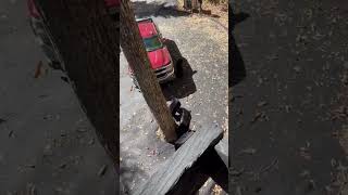 Unexpected Bears' Encounter Crash Worker's Day