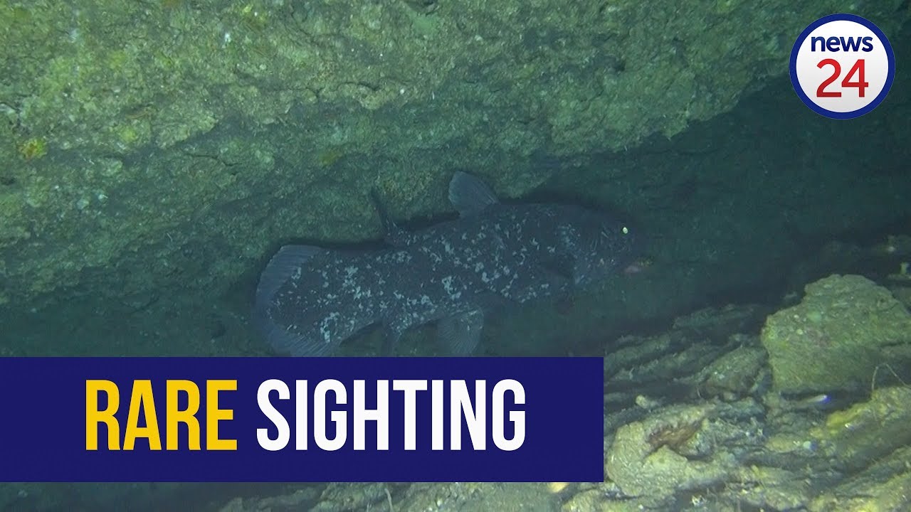 WATCH: Rare coelacanth filmed off Sodwana coast