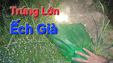 Cắm Câu Ếch Khu Nhiều Lục Bình Dính Nhiều Ếch Khủng | Rây Miền Tây