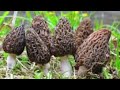Mushroom Pickin Spot - Cottonwood Gunners