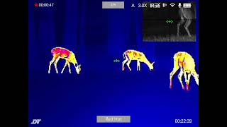 Early Fall Deer - DNT ThermNight TNC225r Multispectral Thermal Digital Night Vision Hunting Scope.