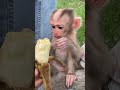 #babymonkey #Animal #cuteanimal #babygibbon #apes #babyapes