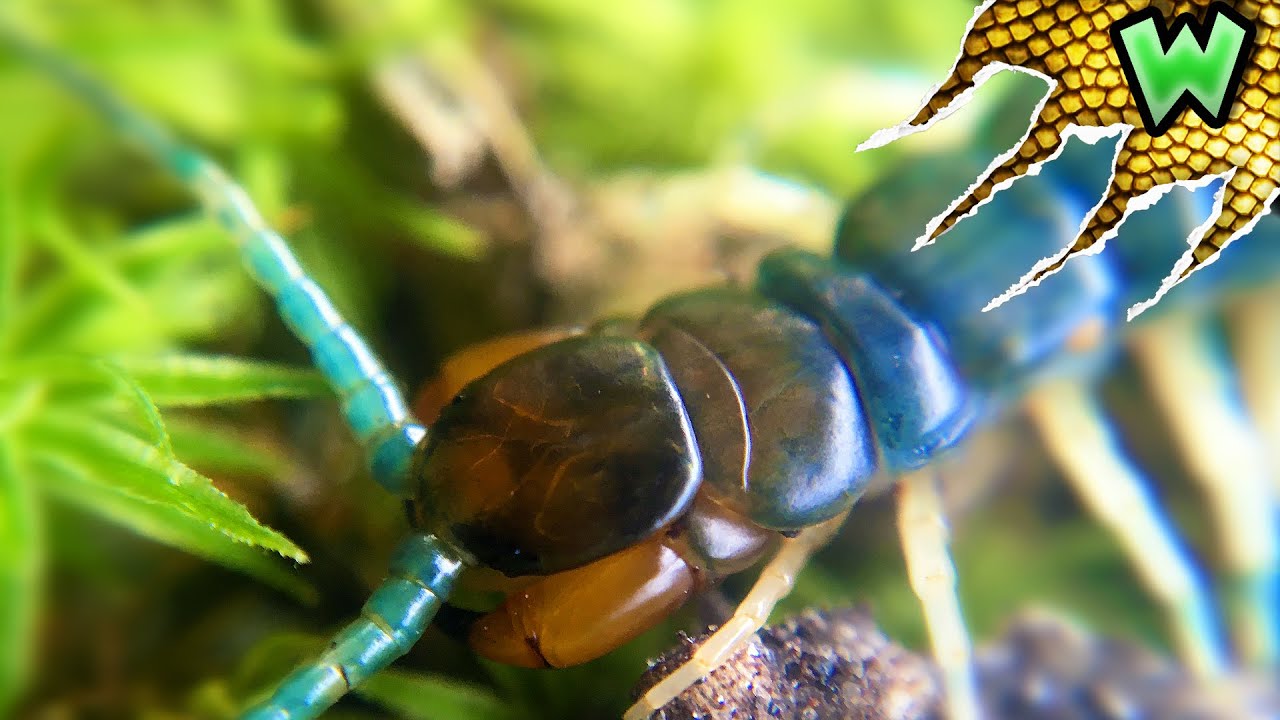 Incredibly RARE Blue Centipede! YouTube