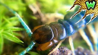 Incredibly RARE Blue Centipede!
Incredibly RARE Blue Centipede! Incredibly RARE Blue Centipede!