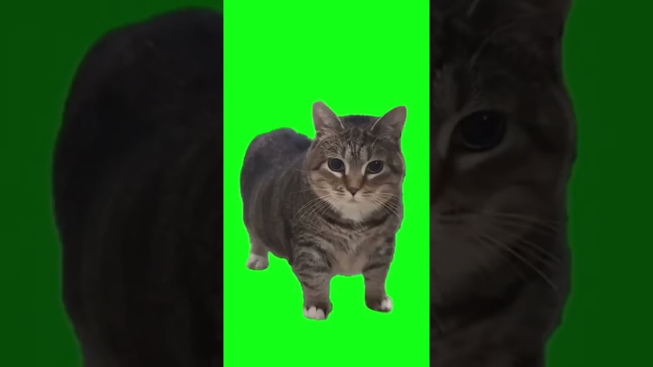  Cat Meme U Ii A I III