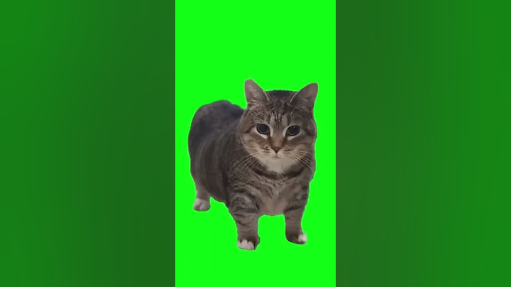 #cat #meme U Ii A I A u III A I cat