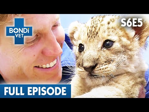 Video: Pet Scoop: Lion Cubs Ta badprov i D.C., hund som hittades efter att ha missat i 5 år