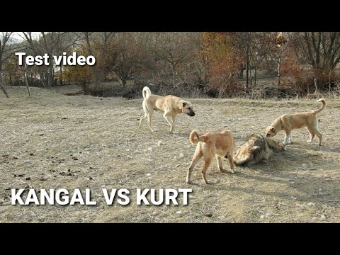 19 Aylik Kangal Pasaya Kurt Testi Kurdun Katili Benim Dedi Wolf Hunt Kangal Dog Youtube