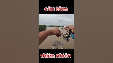 câu tôm càng xanh 3  #huynhkhoafishing #fishing#câutôm
